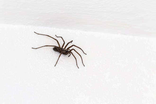 Perth Blackborough keuken koffer Blog: 'Opeens zie ik een grote harige spin, boven het bed van mevrouw' - TVV